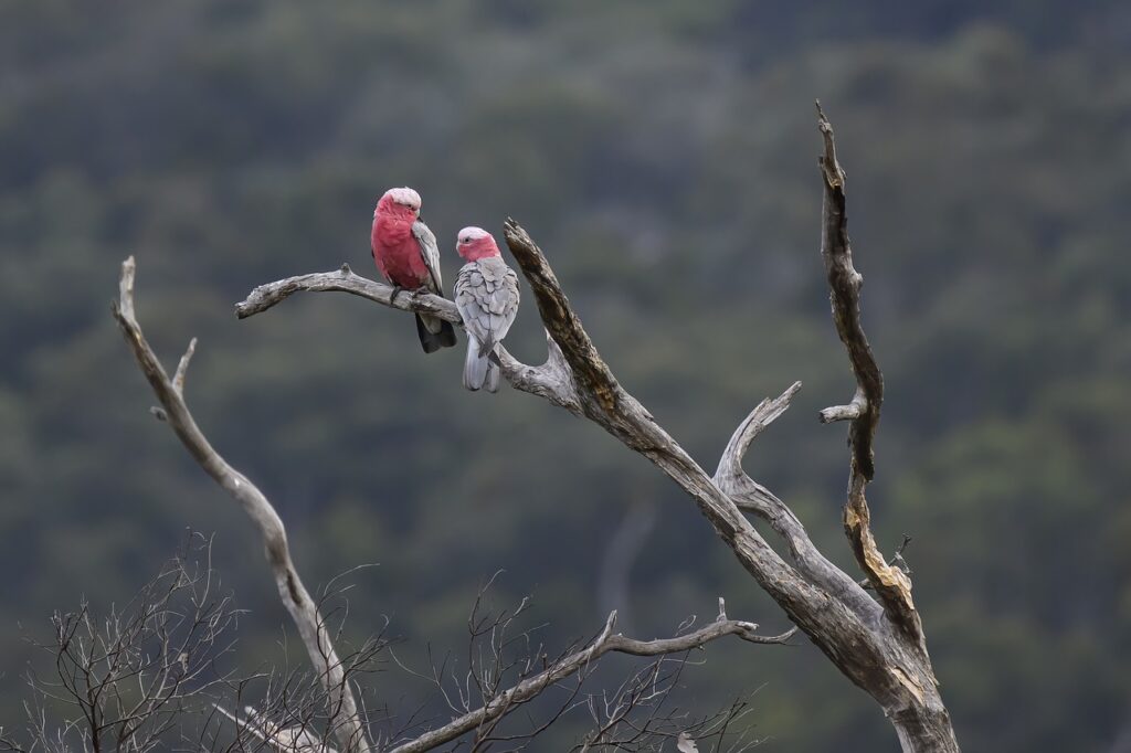 galah, cockatoo, birds-8520040.jpg