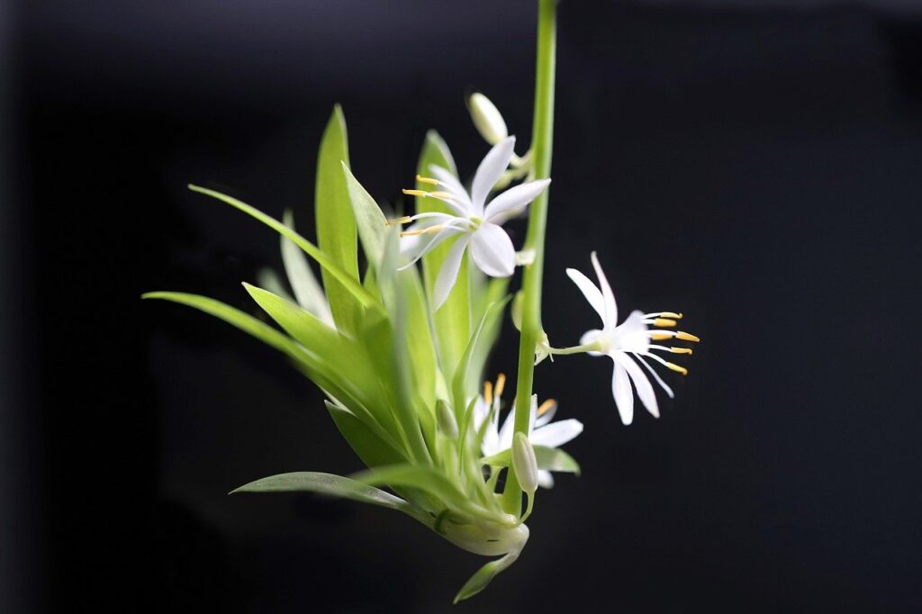 green lily, chlorophytum, offshoot-8478514.jpg