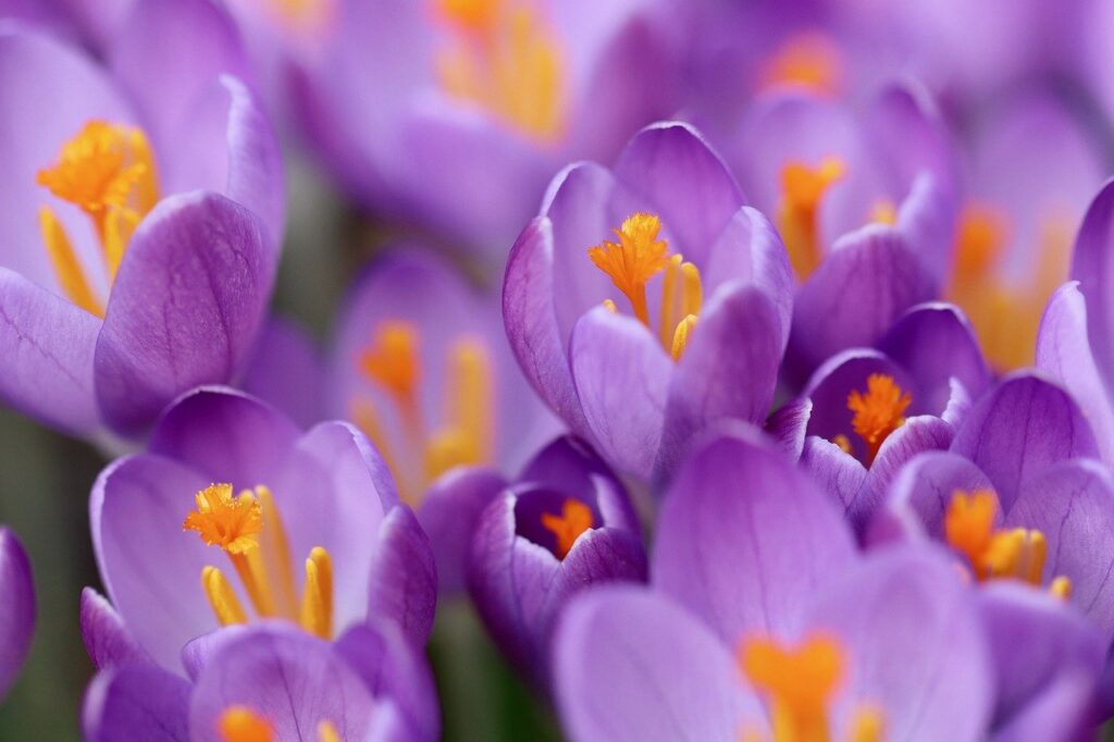 crocuses, purple flowers, early bloomer-8592214.jpg