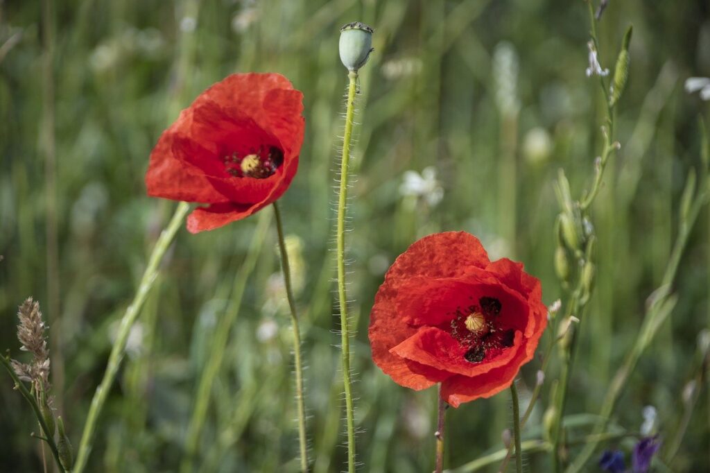 red, poppies, beautiful flowers-8768696.jpg