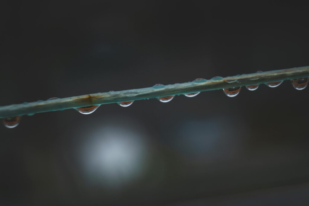 Dew Drops on a Blade of Grass in Moody Lighting