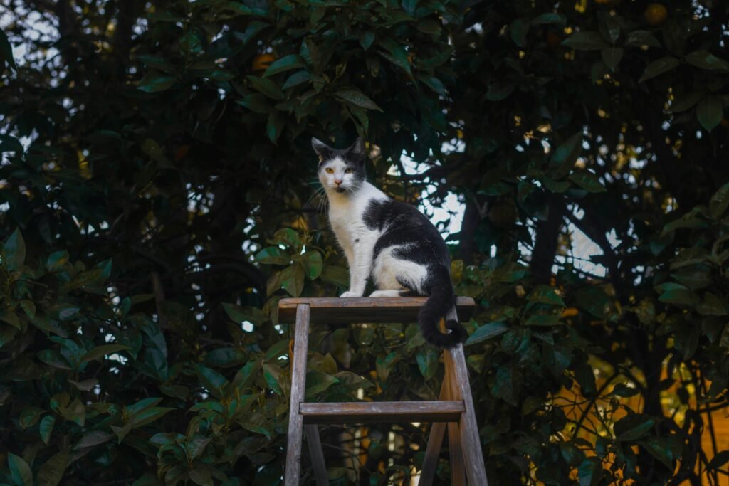 A black and white cat sits atop a wooden ladder amidst dense foliage, providing a natural, serene setting.